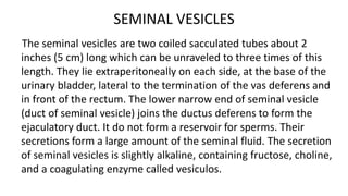 SEMINAL VESICLES
The seminal vesicles are two coiled sacculated tubes about 2
inches (5 cm) long which can be unraveled to three times of this
length. They lie extraperitoneally on each side, at the base of the
urinary bladder, lateral to the termination of the vas deferens and
in front of the rectum. The lower narrow end of seminal vesicle
(duct of seminal vesicle) joins the ductus deferens to form the
ejaculatory duct. It do not form a reservoir for sperms. Their
secretions form a large amount of the seminal fluid. The secretion
of seminal vesicles is slightly alkaline, containing fructose, choline,
and a coagulating enzyme called vesiculos.
 
