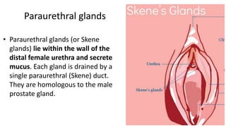Paraurethral glands
• Paraurethral glands (or Skene
glands) lie within the wall of the
distal female urethra and secrete
mucus. Each gland is drained by a
single paraurethral (Skene) duct.
They are homologous to the male
prostate gland.
 