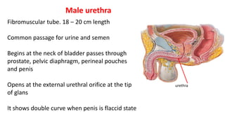 Fibromuscular tube. 18 – 20 cm length
Common passage for urine and semen
Begins at the neck of bladder passes through
prostate, pelvic diaphragm, perineal pouches
and penis
Opens at the external urethral orifice at the tip
of glans
It shows double curve when penis is flaccid state
Male urethra
urethra
 
