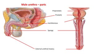 Prostatic
membranous
Spongy
External urethral meatus
Preprostatic
Male urethra – parts
 