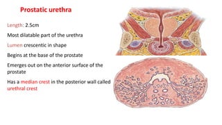 Length: 2.5cm
Most dilatable part of the urethra
Lumen crescentic in shape
Begins at the base of the prostate
Emerges out on the anterior surface of the
prostate
Has a median crest in the posterior wall called
urethral crest
Prostatic urethra
 