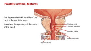 Colliculus seminalis
Urethral crest
Prostatic utricle
Ejaculatory duct
Prostatic ducts
Prostatic urethra -features
The depression on either side of the
crest is the prostatic sinus
It receives the openings of the ducts
of the gland
 