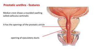 Median crest shows a rounded swelling
called colliculus seminalis
It has the openings of the prostatic utricle
opening of ejaculatory ducts
Prostatic urethra - features
 