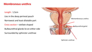 Membranous urethra
Length : 1.5cm
Lies in the deep perineal pouch
Narrowest and least dilatable part
Cross section – stellate shaped
Bulbourethral glands lie on either side
Surrounded by sphincter urethrae
Memembranous urethra
Bulbourethral galnd
Sphincter urethrae
 