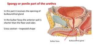 In this part it receives the opening of
bulbourethral gland
In the bulbar fossa the anterior wall is
shorter than the floor and sides
Cross section – trapezoid shape
Bulbar fossa Bulbourethral gland
Spongy or penile part of the urethra
 
