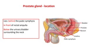 Bladder
Prostate
Rectum
Pubic symphysis
Urethra
Prostate gland - location
Lies: behind the pubic symphysis
In front of rectal ampulla
Below the urinary bladder
surrounding the neck
 