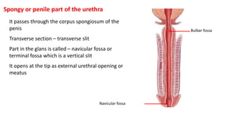 It passes through the corpus spongiosum of the
penis
Transverse section – transverse slit
Part in the glans is called – navicular fossa or
terminal fossa which is a vertical slit
It opens at the tip as external urethral opening or
meatus
Navicular fossa
Bulbar fossa
Spongy or penile part of the urethra
 