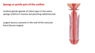 Urethral glands (glands of Litter) open in the entire
spongy urethra in mucous out pouching called lacunae
Largest lacuna is present in the roof of the navicular
fossa (lacuna magna)
Spongy or penile part of the urethra
 