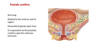 Female urethra
4cm long
Related to the anterior wall of
vagina
Paraurethral glands open here
It is equivalent to the prostatic
urtethra upto the colliculus
seminalis
 