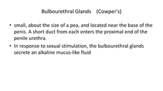 Bulbourethral Glands (Cowper's)
• small, about the size of a pea, and located near the base of the
penis. A short duct from each enters the proximal end of the
penile urethra.
• In response to sexual stimulation, the bulbourethral glands
secrete an alkaline mucus-like fluid
 