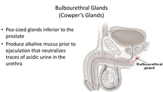 59
Bulbourethral Glands
(Cowper’s Glands)
• Pea-sized glands inferior to the
prostate
• Produce alkaline mucus prior to
ejaculation that neutralizes
traces of acidic urine in the
urethra
 