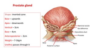 Prostate
Ejaculatory duct
Vas deference
Seminal vesicle
Apex
Base
Posterior surface
Prostate gland
Shape: inverted cone
Base – upwards
Apex – downwards
Vertical – 3cm
Base – 4cm
Anteroposterior – 2cm
Weight – 7-16gm
Urethra passes through it
 