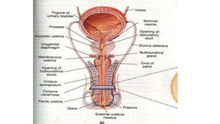 prostateAnatomyand lobeswith agechanges.pptx