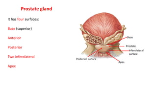 Prostate
Apex
Posterior surface
Prostate gland
Inferolateral
surface
Base
It has four surfaces:
Base (superior)
Anterior
Posterior
Two inferolateral
Apex
 