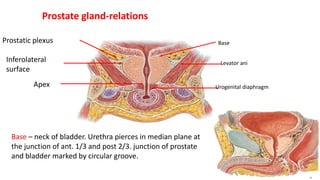 Prostate gland-relations
Levator ani
Urogenital diaphragm
Base
Apex
Inferolateral
surface
Prostatic plexus
Base – neck of bladder. Urethra pierces in median plane at
the junction of ant. 1/3 and post 2/3. junction of prostate
and bladder marked by circular groove.
 