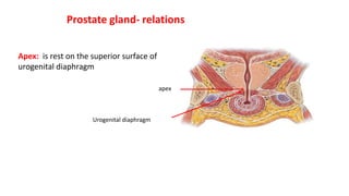 Prostate gland- relations
Apex: is rest on the superior surface of
urogenital diaphragm
apex
Urogenital diaphragm
 