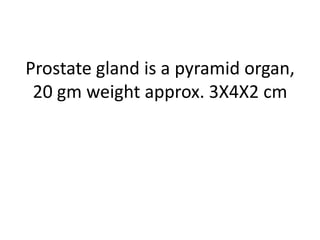 Prostate gland is a pyramid organ,
20 gm weight approx. 3X4X2 cm