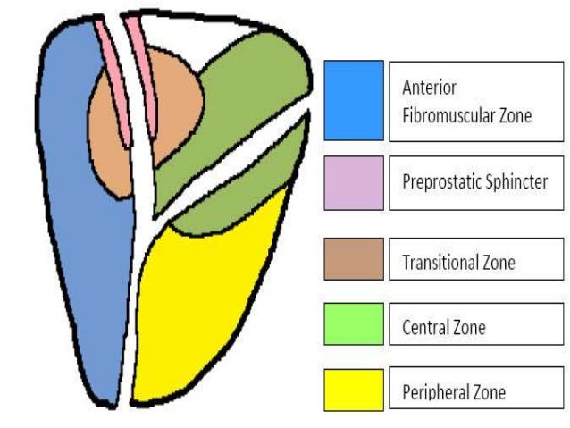 Prostate Diagram Pictures Gallery - How To Guide And Refrence