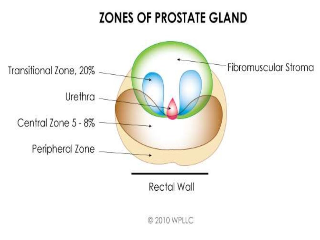 Prostate anatomy