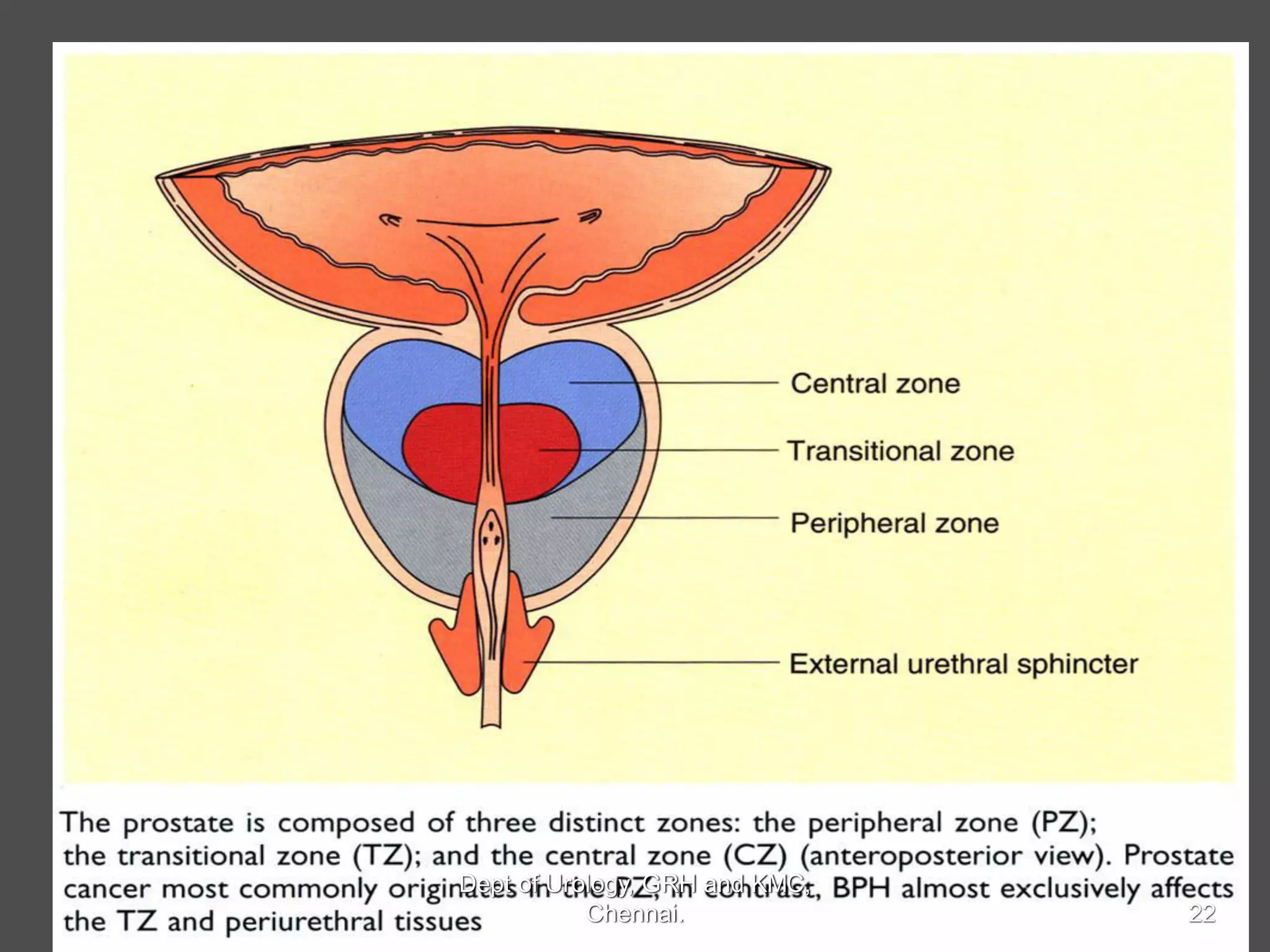 Prostate Development Prostate anatomy, embryology | PDF
