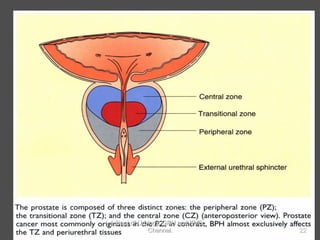 SIGNIFICANCE
 NV bundle
artery and veins
 sphincteric mechanism
22
Dept of Urology, GRH and KMC,
Chennai.
 
