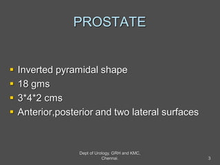 PROSTATE
 Inverted pyramidal shape
 18 gms
 3*4*2 cms
 Anterior,posterior and two lateral surfaces
3
Dept of Urology, GRH and KMC,
Chennai.
 
