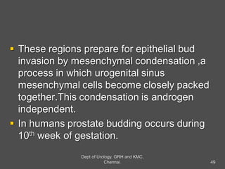  These regions prepare for epithelial bud
invasion by mesenchymal condensation ,a
process in which urogenital sinus
mesenchymal cells become closely packed
together.This condensation is androgen
independent.
 In humans prostate budding occurs during
10th week of gestation.
49
Dept of Urology, GRH and KMC,
Chennai.
 