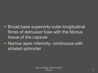  Broad base superiorly-outer longitudinal
fibres of detrussor fuse with the fibrous
tissue of the capsule
 Narrow apex inferiorly- continuous with
striated sphincter
5
Dept of Urology, GRH and KMC,
Chennai.
 