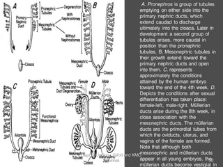 A. Pronephros is group of tubules
emptying on either side into the
primary nephric ducts, which
extend caudad to discharge
ultimately into the cloaca. Later in
development a second group of
tubules arises, more caudal in
position than the pronephric
tubules. B. Mesonephric tubules in
their growth extend toward the
primary nephric ducts and open
into them. C. represents
approximately the conditions
attained by the human embryo
toward the end of the 4th week. D.
Depicts the conditions after sexual
differentiation has taken place:
female-left, male-right. Müllerian
ducts arise during the 8th week, in
close association with the
mesonephric ducts. The müllerian
ducts are the primordial tubes from
which the oviducts, uterus, and
vagina of the female are formed.
Note that although both
mesonephric and müllerian ducts
appear in all young embryos, the
müllerian ducts become vestigial in
50
Dept of Urology, GRH and KMC,
Chennai.
 
