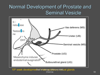 Normal Development of Prostate and
Seminal Vesicle
10th week development of male accessory sexual glands
Mesenchyme induces
endodermal evagination
5
reductase
Testostero
ne
DHT
55
Dept of Urology, GRH and KMC,
Chennai.
 