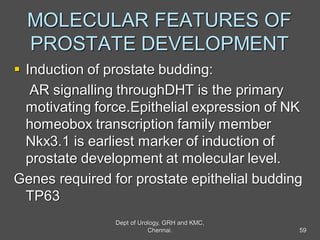 MOLECULAR FEATURES OF
PROSTATE DEVELOPMENT
 Induction of prostate budding:
AR signalling throughDHT is the primary
motivating force.Epithelial expression of NK
homeobox transcription family member
Nkx3.1 is earliest marker of induction of
prostate development at molecular level.
Genes required for prostate epithelial budding
TP63
59
Dept of Urology, GRH and KMC,
Chennai.
 