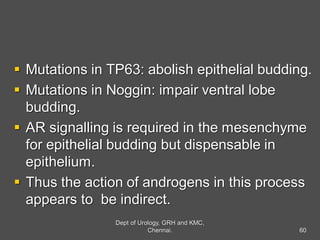  Mutations in TP63: abolish epithelial budding.
 Mutations in Noggin: impair ventral lobe
budding.
 AR signalling is required in the mesenchyme
for epithelial budding but dispensable in
epithelium.
 Thus the action of androgens in this process
appears to be indirect.
60
Dept of Urology, GRH and KMC,
Chennai.
 