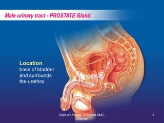 Male urinary tract - PROSTATE Gland
Location
base of bladder
and surrounds
the urethra
PROSTATE
3
Dept of Urology, GRH and...