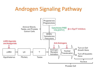 Androgen Signaling Pathway
 