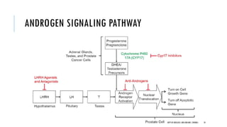 ANDROGEN SIGNALING PATHWAY
10
DEPT OF UROLOGY,GRH ANDKMC,CHENNAI.
 