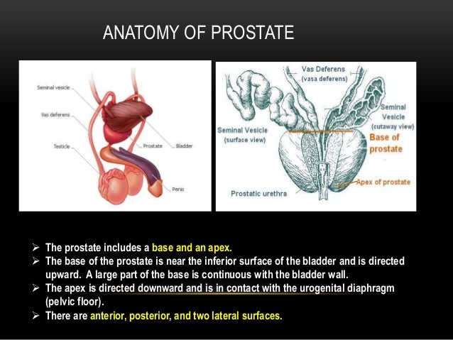 Prostate grossing and reporting