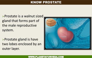 Prostate is a walnut sized
gland that forms part of
the male reproductive
system.
Prostate gland is have
two lobes enclosed by an
outer layer.
KNOW PROSTATE
 