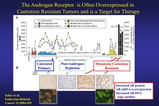 Untreated
Primary
Metastatic Castration
Resistant
Scher et al.
Endocrine-Related
Cancer 11:2004;459
The Androgen Receptor is Often Overexpressed in
Castration Resistant Tumors and is a Target for Therapy
Increased AR protein
AR mRNA overexpression
Increased AR DNA
copy number
o
Post-Androgen
Depletion
 