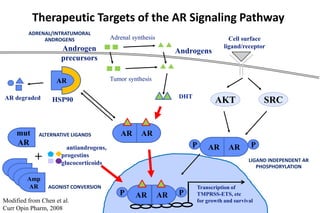 AR
HSP90AR degraded
AR P
AR PARP
Transcription of
TMPRSS-ETS, etc
for growth and survival
SRC
Androgen
precursors
Androgens
Adrenal synthesis
Tumor synthesis
DHT
AR AR
Cell surface
ligand/receptor
AKT
ARP
mut
AR
AR
AR
ARAmp
AR
+
antiandrogens,
progestins
glucocorticoids
Modified from Chen et al.
Curr Opin Pharm, 2008
Therapeutic Targets of the AR Signaling Pathway
AGONIST CONVERSION
ALTERNATIVE LIGANDS
ADRENAL/INTRATUMORAL
ANDROGENS
LIGAND INDEPENDENT AR
PHOSPHORYLATION
 