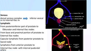 PROSTATE anatomy and bph management and treatment | PDF