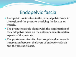 Endopelvic fascia
 Endopelvic fascia refers to the parietal pelvic fascia in
the region of the prostate, overlying the levator ani
muscle.
 The prostate capsule blends with the continuation of
the endopelvic fascia on the anterior and anterolateral
aspects of the prostate.
 The prostate receives its blood supply and autonomic
innervation between the layers of endopelvic fascia
and the prostatic fascia.
 