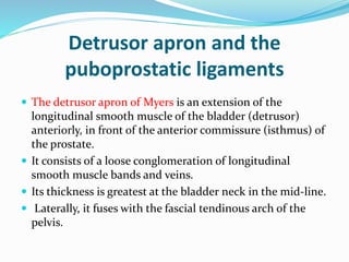 Detrusor apron and the
puboprostatic ligaments
 The detrusor apron of Myers is an extension of the
longitudinal smooth muscle of the bladder (detrusor)
anteriorly, in front of the anterior commissure (isthmus) of
the prostate.
 It consists of a loose conglomeration of longitudinal
smooth muscle bands and veins.
 Its thickness is greatest at the bladder neck in the mid-line.
 Laterally, it fuses with the fascial tendinous arch of the
pelvis.
 