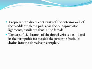  It represents a direct continuity of the anterior wall of
the bladder with the pubis, via the puboprostatic
ligaments, similar to that in the female.
 The superficial branch of the dorsal vein is positioned
in the retropubic fat outside the prostatic fascia. It
drains into the dorsal vein complex.
 