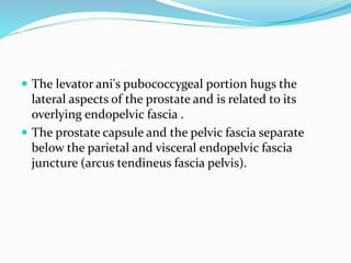  The levator ani's pubococcygeal portion hugs the
lateral aspects of the prostate and is related to its
overlying endopelvic fascia .
 The prostate capsule and the pelvic fascia separate
below the parietal and visceral endopelvic fascia
juncture (arcus tendineus fascia pelvis).
 