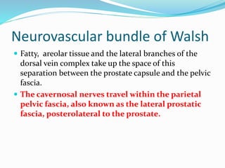 Neurovascular bundle of Walsh
 Fatty, areolar tissue and the lateral branches of the
dorsal vein complex take up the space of this
separation between the prostate capsule and the pelvic
fascia.
 The cavernosal nerves travel within the parietal
pelvic fascia, also known as the lateral prostatic
fascia, posterolateral to the prostate.
 