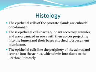 Histology
 The epithelial cells of the prostate glands are cuboidal
or columnar.
 These epithelial cells have abundant secretory granules
and are organized in rows with their apices projecting
into the lumen and their bases attached to a basement
membrane.
 The epithelial cells line the periphery of the acinus and
secrete into the acinus, which drain into ducts to the
urethra ultimately.
 