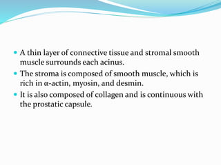  A thin layer of connective tissue and stromal smooth
muscle surrounds each acinus.
 The stroma is composed of smooth muscle, which is
rich in α-actin, myosin, and desmin.
 It is also composed of collagen and is continuous with
the prostatic capsule.
 