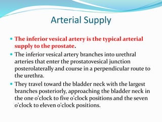 Arterial Supply
 The inferior vesical artery is the typical arterial
supply to the prostate.
 The inferior vesical artery branches into urethral
arteries that enter the prostatovesical junction
posterolaterally and course in a perpendicular route to
the urethra.
 They travel toward the bladder neck with the largest
branches posteriorly, approaching the bladder neck in
the one o'clock to five o'clock positions and the seven
o'clock to eleven o'clock positions.
 