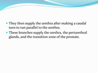  They then supply the urethra after making a caudal
turn to run parallel to the urethra.
 These branches supply the urethra, the periurethral
glands, and the transition zone of the prostate.
 