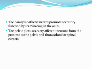  The parasympathetic nerves promote secretory
function by terminating in the acini.
 The pelvic plexuses carry afferent neurons from the
prostate to the pelvic and thoracolumbar spinal
centers.
 